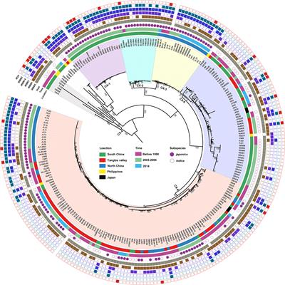 Population genomics and pathotypic evaluation of the bacterial leaf blight pathogen of rice reveals rapid evolutionary dynamics of a plant pathogen